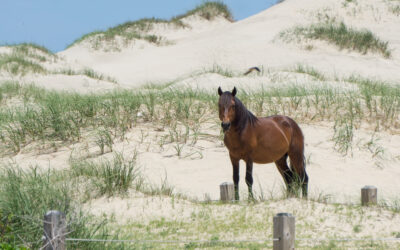 Crystal Coast Gallery